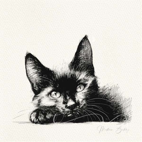 Cat Drawing