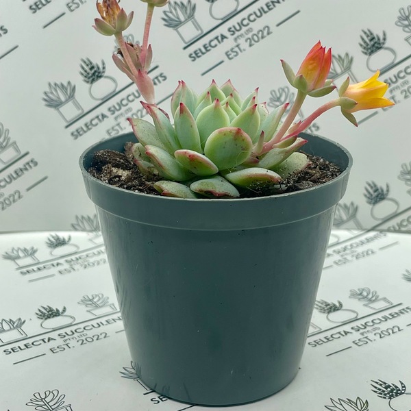 Echeveria derenbergii