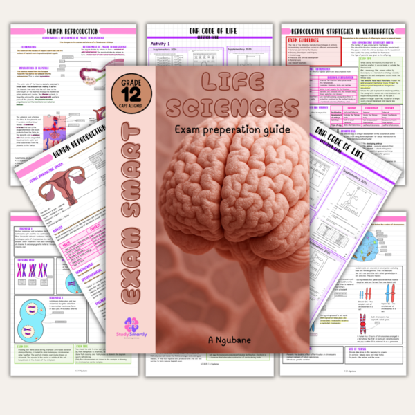 Term 1 bundle grade 12 Exam smart series
