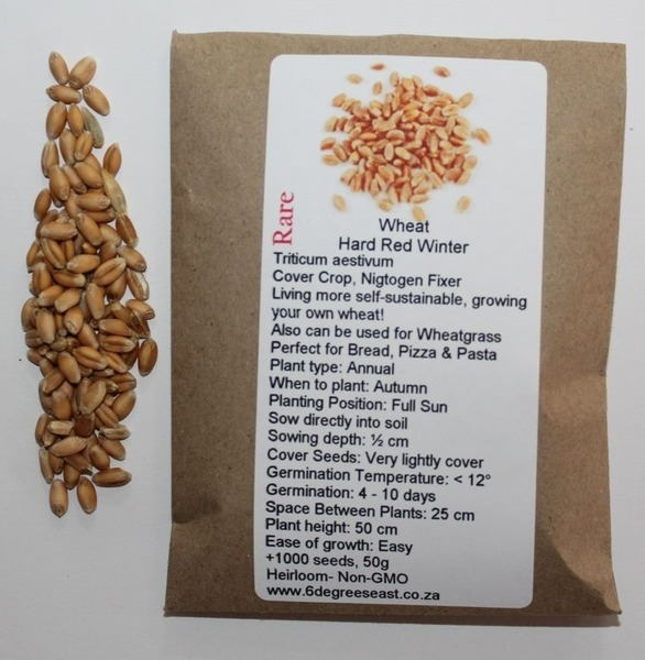 Hard Red Wheat Seeds - Non GMO