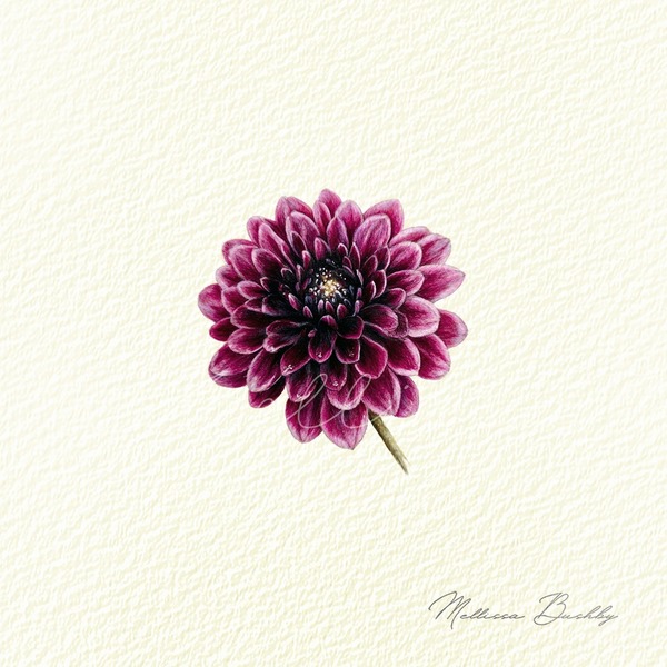 Dahlia Study | Miniature Botanical Artwork