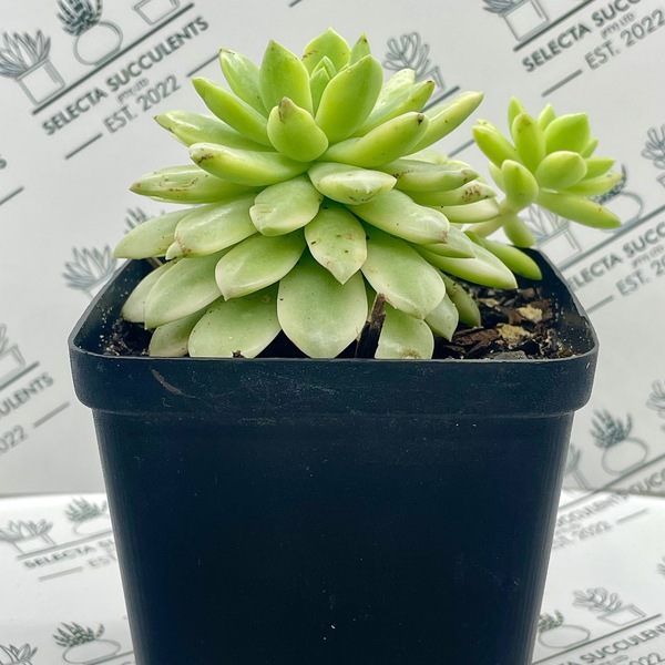 xSedeveria ‘Markus Variegata’ (Large)