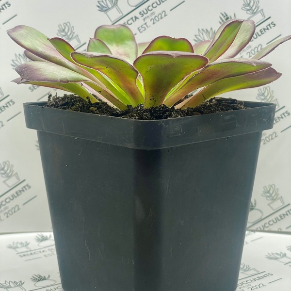 Aeonium ‘Cyclops’