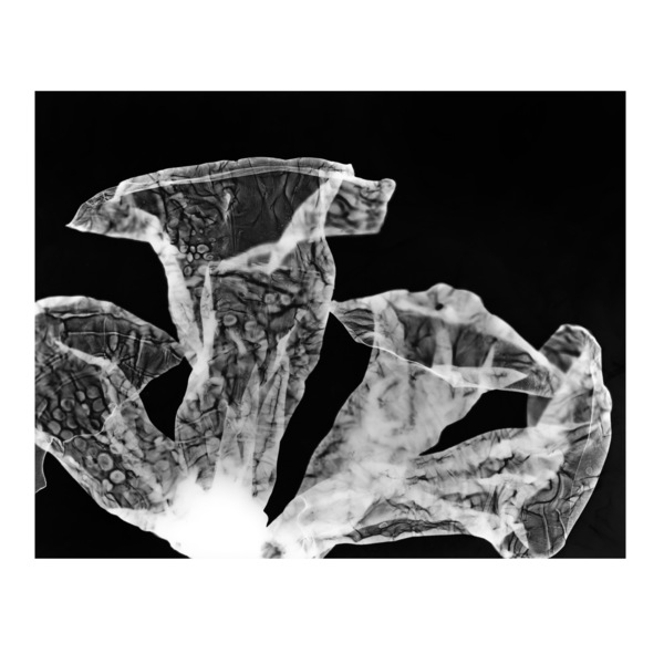 Mycoremediation xi