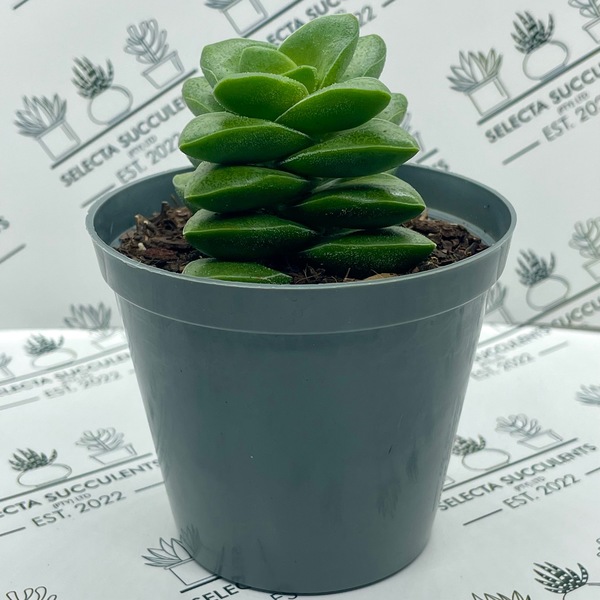 Crassula ‘Springtime’